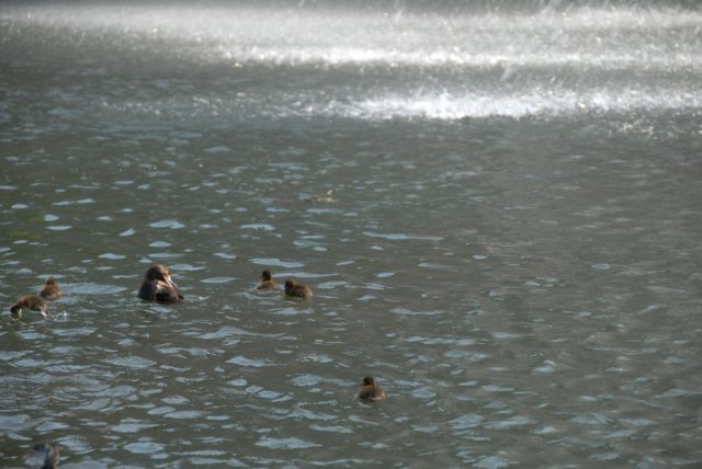 parksonsbeekarnhem6juli200810.jpg